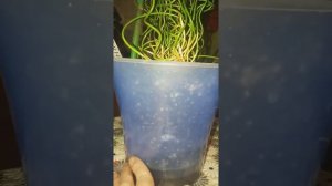 Юнкус или сытник спиральный.