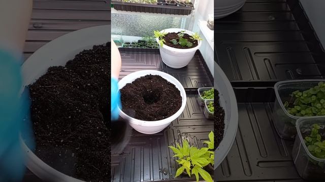 Формирую кашпо с ампельной пеларгонией. смотреть онлайн