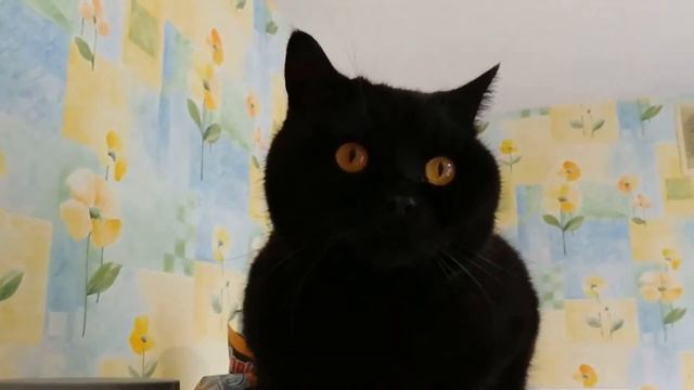 Мои Покупки. Фикс Прайс товары. Светофор цены. Магазин Победа/ Цена Отзывы смотреть онлайн