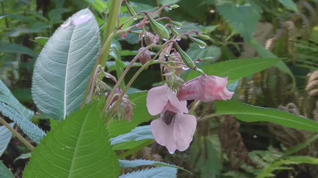 Страницы 2020 07 4 2. Серия 22-я.