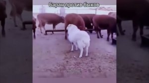 Баран против быков