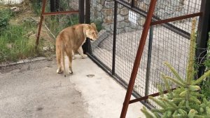 Милая львица Лола.  Lioness Lola. Crimea. Taigan