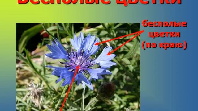 Репродуктивные органы растений.AVI смотреть онлайн