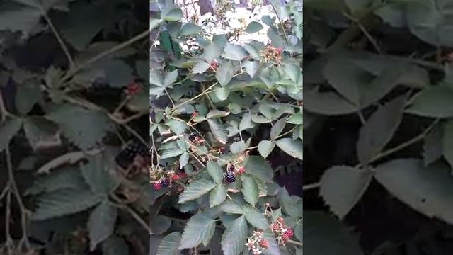 Ежевика Лох Мери смотреть онлайн