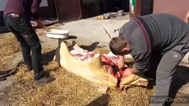 КАК РАЗДЕЛАТЬ СВИНУЮ ТУШУ В ДОМАШНИХ УСЛОВИЯХ! КАК РАЗДЕЛАТЬ СВИНЬЮ ДЛЯ ПРОДАЖИ! РАЗБИРАЕМ СВИНКУ!