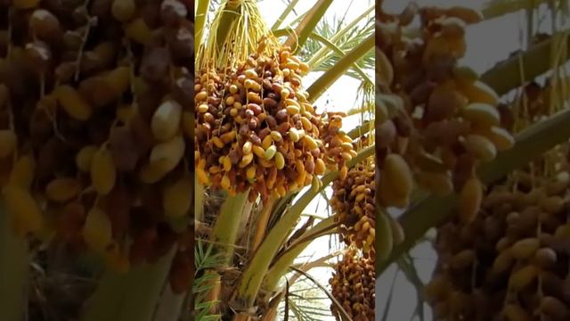 Date palm tree harvest