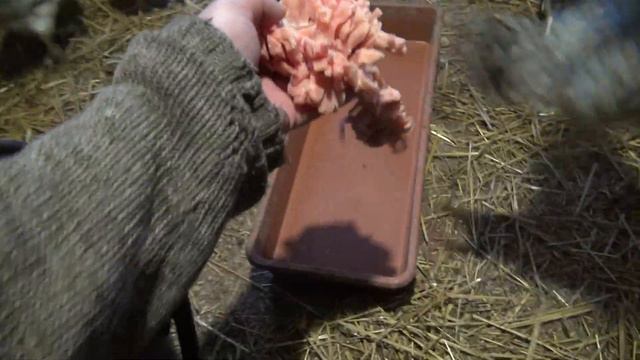 Мясо для кур, Хвоя для овец, Зерно для голубей. смотреть онлайн