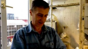 ?ЗАЩИТА ОТ ЯСТРЕБА . \ КАК ОПРЕДЕЛИТЬ ПОЛ У ГОЛУБЯ.
