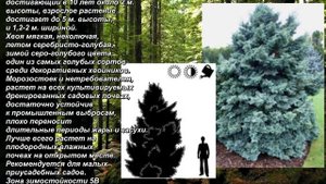 'Boulevard' - "Бульвар". Кипарисовик горохоплодный. Pea Cypress. Chamaecyparis pisifera.