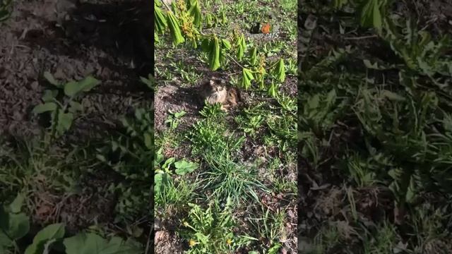 Трудно Зеленоглазке содержать шубку в идеальном состоянии