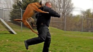 ЧТО ДЕЛАТЬ ЕСЛИ НА ВАС НАПАЛА СОБАКА!