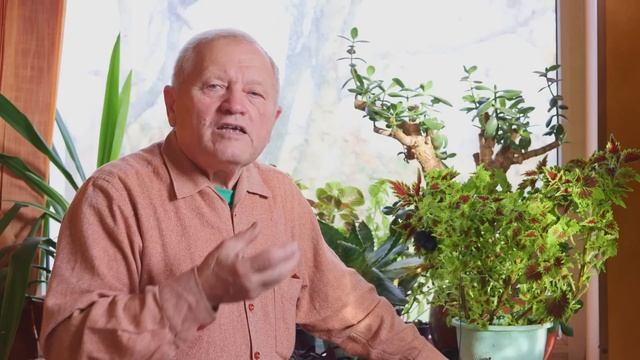 Картофель хорошо растет на минералке или навозе. Но я продолжаю учить вас регенерировать почвы смотреть онлайн