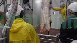 Цех убоя КРС 50 голов в смену.  Бойня КРС.  Россия, ХИТПРОМ