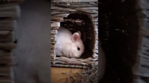 ОБЗОР ОТ ПУФИ - КЛЕТКА С АЛИЭКСПРЕСС ДЛЯ КРОЛИКА ДЕКОРАТИВНОГО!!!! ДОМИК ДЛЯ КРОЛИКОВ САМОЕ ТО!!!!!