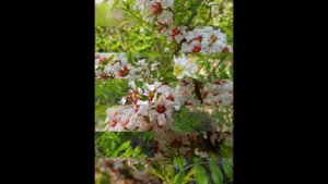 ЧЕКАЛКИН ОРЕХ  (XANTHOCERAS)  сем. Sapindaceae