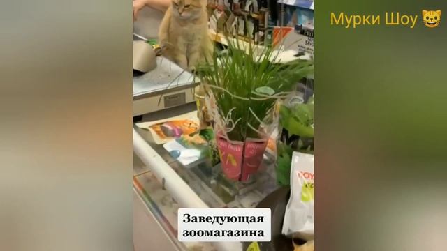 Милые коты и котики ?♥️? Кот и машина ?? Кот и колбаса ❤️? смотреть онлайн