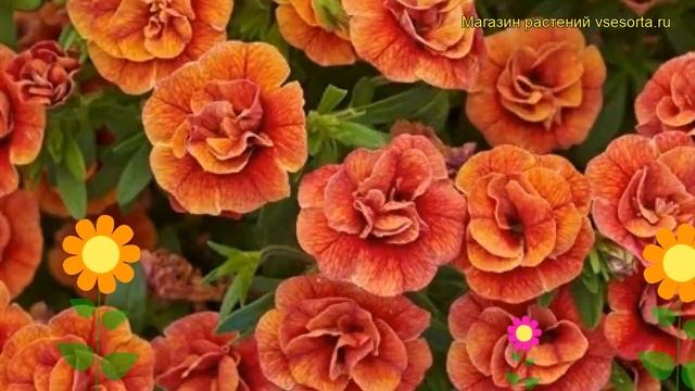 Калибрахоа Калита Дабл Оранж. Краткий обзор, описание характеристик Calita Double Orange