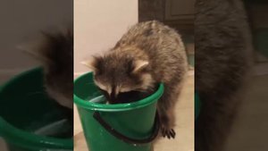 Енот Тема плюхается в ведре с водой