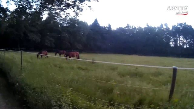 Testen eines Mizuno Sweatshirts смотреть онлайн