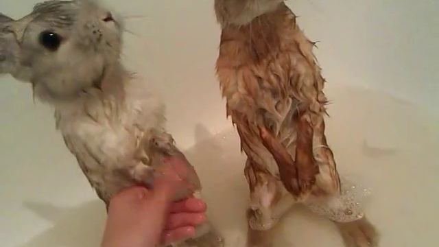 кролики моются смотреть онлайн