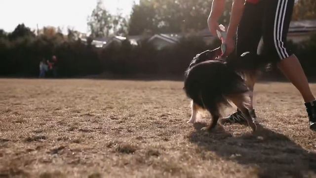 Общее видео игрушек ТМ Песик и Презентации ТМ Ветас смотреть онлайн