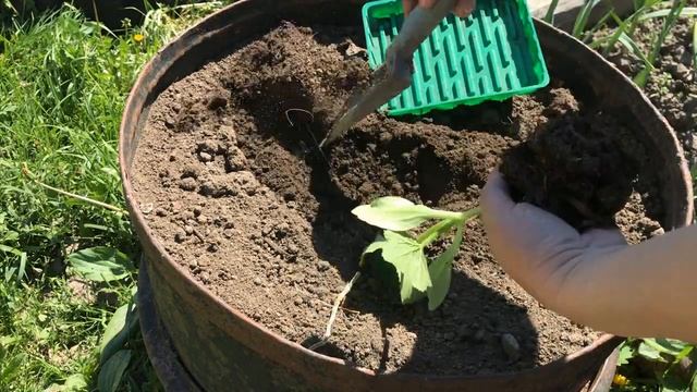 Кабачки , огород Мобильные грядки для огурцов и кабачков