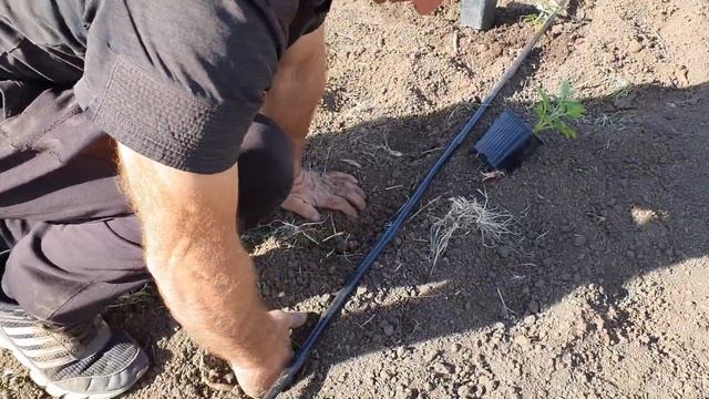 Этот сорт малины мы сажаем в открытый грунт. Малина для открытого грунта. смотреть онлайн