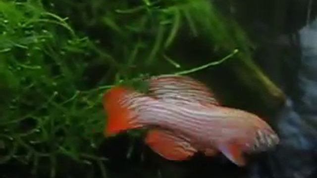 Nothobranchius sp. MZCS 91 смотреть онлайн