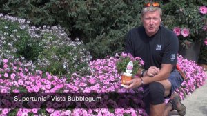 Proven Winners Supertunia Vista Bubblegum Petunia