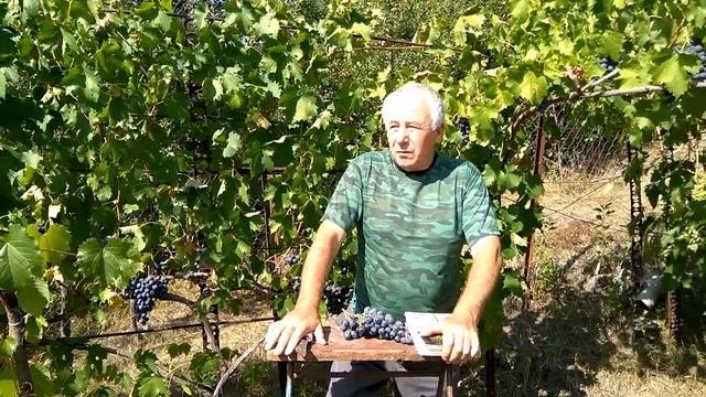 @Начинающему виноградарю  Болезни винограда  Меры борьбы