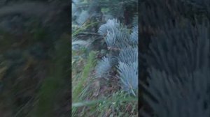 Виды туи смарагд.