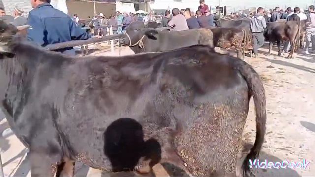 Мол бозор Эшбек 01.10.2023 Мол бозори Эшбек Гаровти