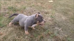 АМЕРИКАНСКИЙ БУЛЛИ 100% покет