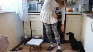 Команда рядом . начало обучения щенка ротвейлера