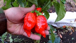 Trinidad Scorpion Large. Тринидад Скорпион большой