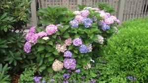 Hydrangea Forever and Ever Pink