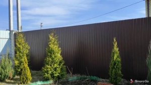 Медленно растут туи. Причины плохого развития.