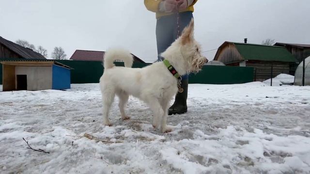 Что делать, если собака боится и проявляет агрессию? Беляш, дрессировочный лагерь, апрель 2020 смотреть онлайн