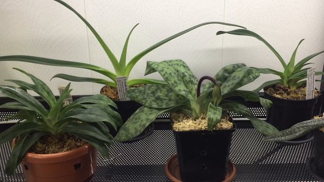 Уход за Пафиопедилумами!!! смотреть онлайн