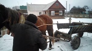 #ЛОШАДИ#СОВЕТСКИЙ ТЕЖЕЛОВОЗ ЖЕРЕБЕЦ#ПО КЛИЧКЕ БАРОН# КАК ПРАВИЛЬНО ЗАПРЕГАТЬ ЛОШАДЬ#