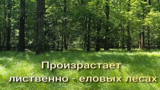 Лапчатка белая, корень лапчатки белой.
