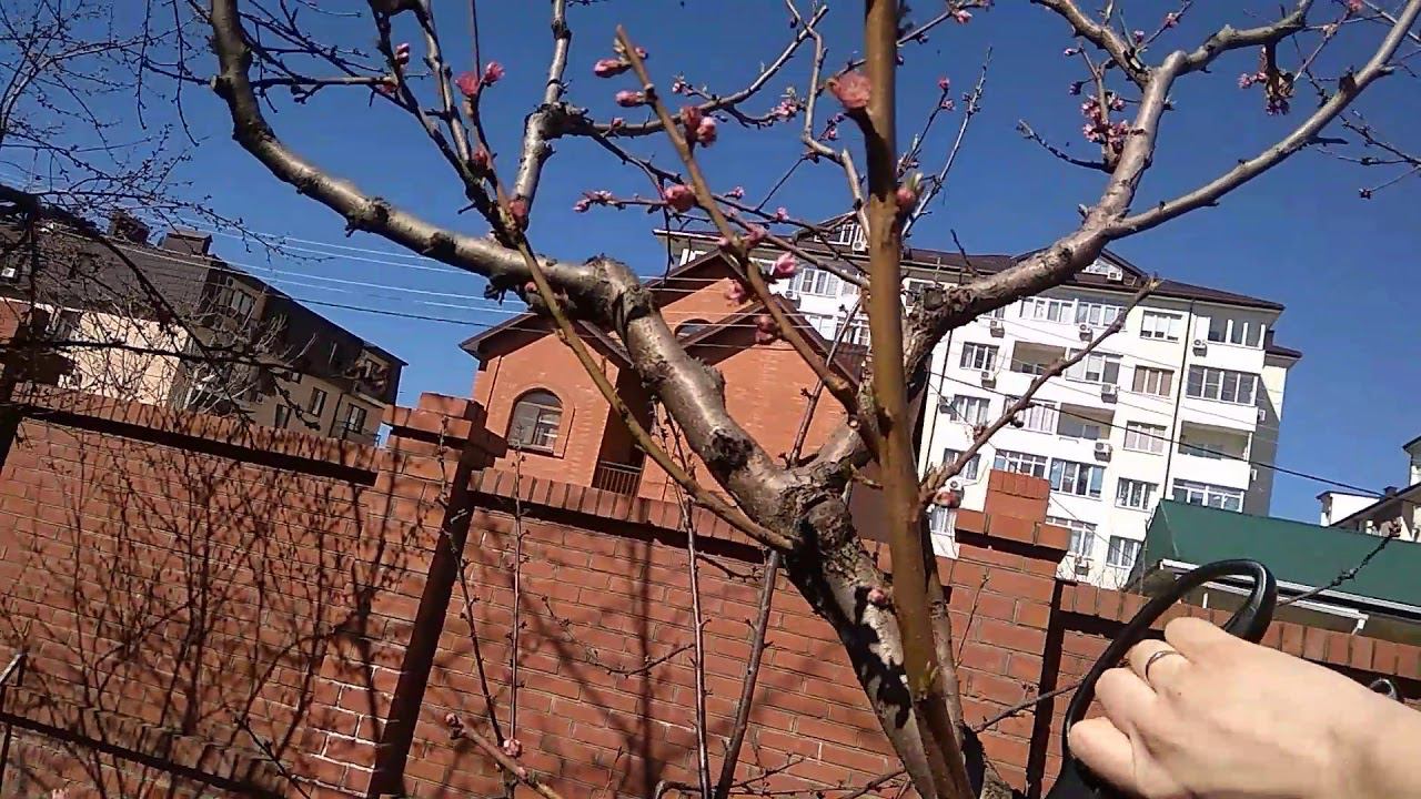 Обрезка персика и обработки от курчавости листьев.