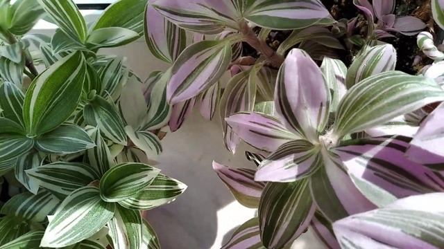 Традесканции медленнорастущие.