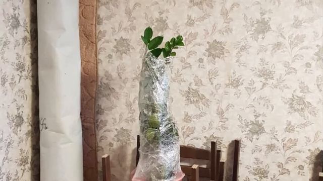 Переезд из Барнаула в Истру на ПМЖ Отзыв