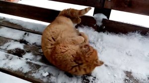 Куда уходит домашний кот и почему возвращается