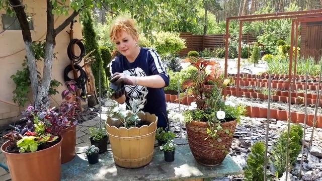 Красивые цветочные композиции. Для дачи,сада.В горшках. Своими руками. Создаём красивый сад сами.