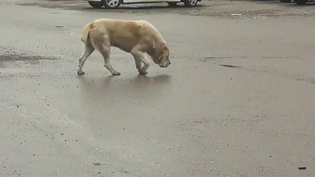 ✅Бродячая собака алабай ужур солнечный