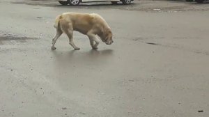 ✅Бродячая собака алабай ужур солнечный