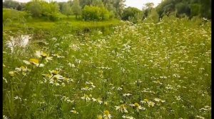 ФУТАЖ ДЛЯ МОНТАЖА. Трава и небо.