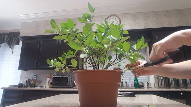 Pruning and maintenance of my Gardenia Plant | Donna Joshi смотреть онлайн